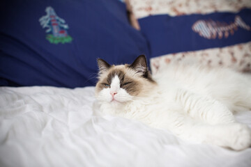 Young beautiful purebred Ragdoll cat at home