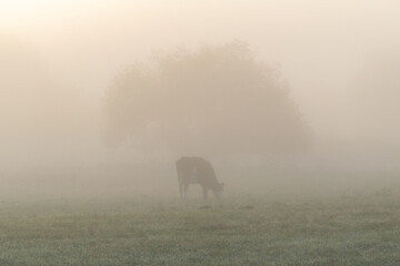 A cow grazing grass in pasture against tree during foggy morning