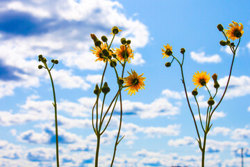 Flowers against sky