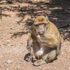 Sitzender Berberaffe