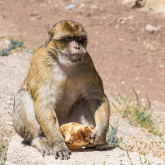 Fototapeta premium Berberaffe mit Fladenbrot