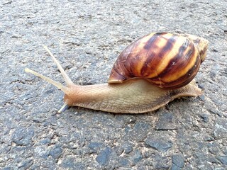 close-up photo The snail was moving forward slowly on the paved road.