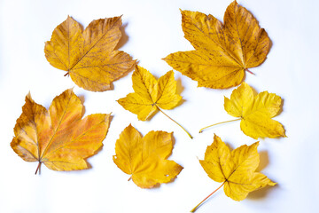 Yellow maple leafs as an autumn symbol. Isolated on white