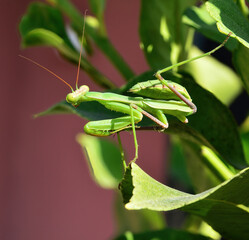 praying mantis hunting for prey