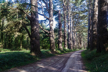 Fototapeta premium Grands arbres chemin de forêt