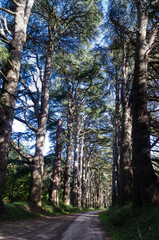 Grands arbres chemin de forêt