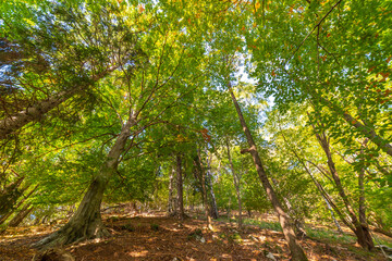 Forest and trees on a sunny autumn day. Nature, air and environment.
