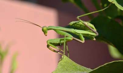 praying mantis hunting for prey