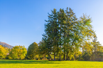 Trees in a meadow on a sunny autumn day. Nature and environment.