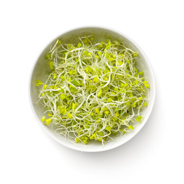 Fresh Broccoli Sprouts In White Bowl Isolated
