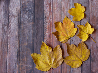 Naklejka na ściany i meble Yellow maple leafs as an autumn symbol on wooden table