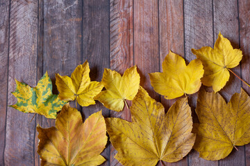 Naklejka na ściany i meble Yellow maple leafs as an autumn symbol on wooden table