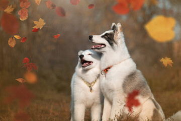 portrait of a dog in autumn