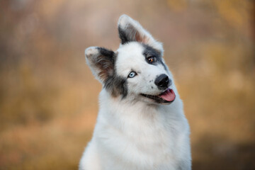 portrait of a dog in autumn