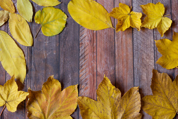 Fototapeta na wymiar Yellow maple leafs as an autumn symbol on wooden table