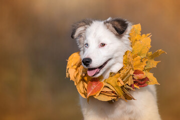 portrait of a dog in autumn