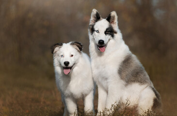 portrait of a dog in autumn