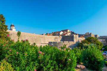 Fototapeta na wymiar Dubrovnik city walls and Minceta tower, panoramic view of city. Green tress, palms and oleander flower. Beautiful ancient city and fortress, adriatic sea. Sunny summer day.