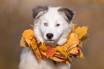 portrait of a dog in autumn