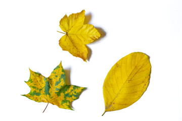 Three different autumn leafs isolated on white background