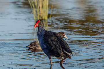 bird in the wetland