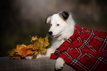 portrait of a dog in autumn