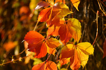 Beautiful red leaves of wild grapes on a blurred autumn background