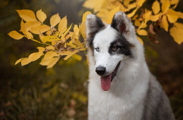 portrait of a dog in autumn