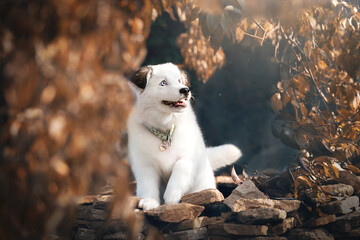 Fototapeta premium portrait of a dog in autumn