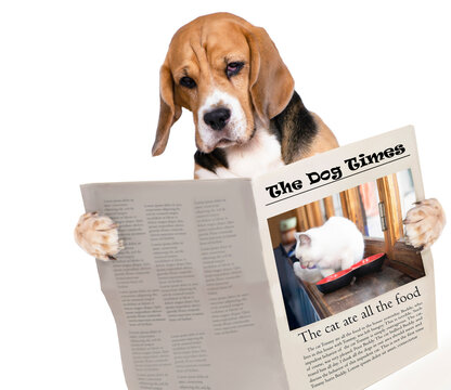 funny dog  reading a newspaper about a cat on a white background 