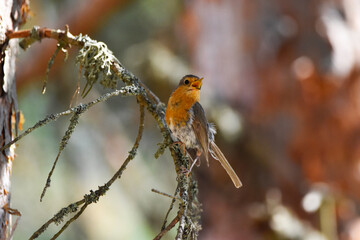 robin on branch