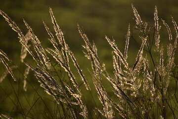 Fototapeta premium grass in the morning