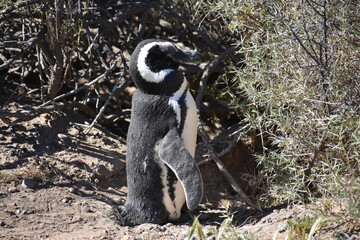 Pinguinos posando en Puerto Madryn