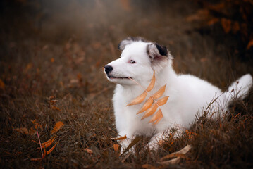 portrait of a dog in autumn