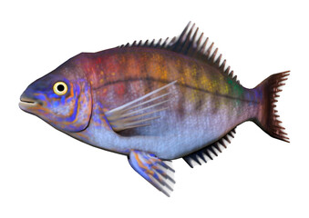 3D Rendering Pacific Seaperch on White