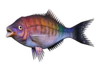Fototapeta premium 3D Rendering Pacific Seaperch on White