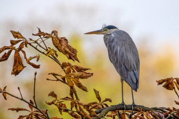 Graureiher im Herbst