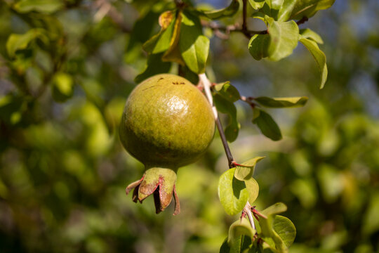 pomegranate fruit on branch, unripe fruit.