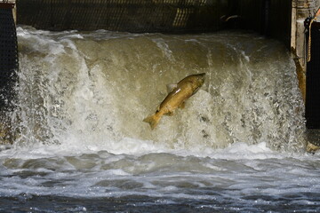 Fall scene of a fish struggling to climb a fish ladder to spawn