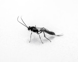 mosquito with red bottom. macro photo. isolated on white background. black and white. 