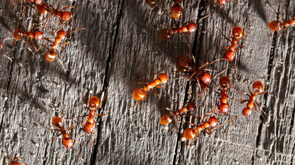Red ants on a wooden board.