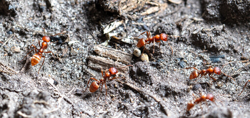 Red ants on the ground.