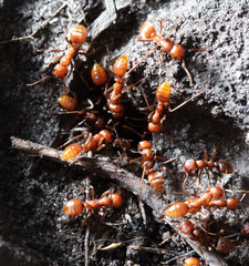 Red ants on the ground.