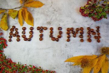  Inscription "autumn" made of chestnuts on a white  rustic background, decorated with yellow autumn leaves and forest berries