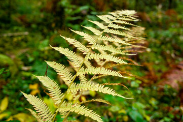 Forest plant fern leaves close up