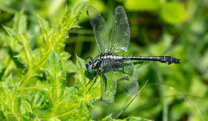 Dragonfly on a green leaf outdoors in summer.