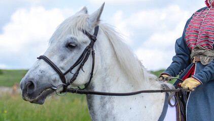 Portrait of a white horse against the background of  sky.