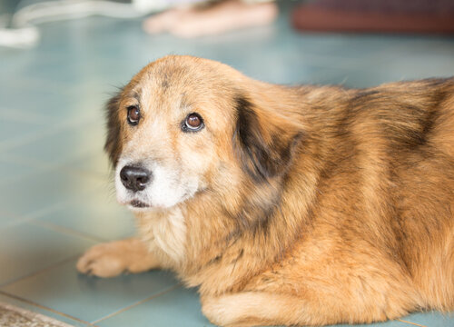 Red Dog Lying On The House Floor