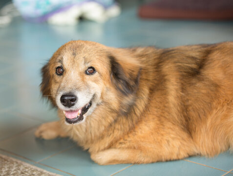 Red Dog Lying On The House Floor