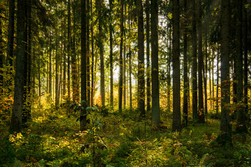 Beautiful fabulous summer forest landscape. Light shines through the trees
